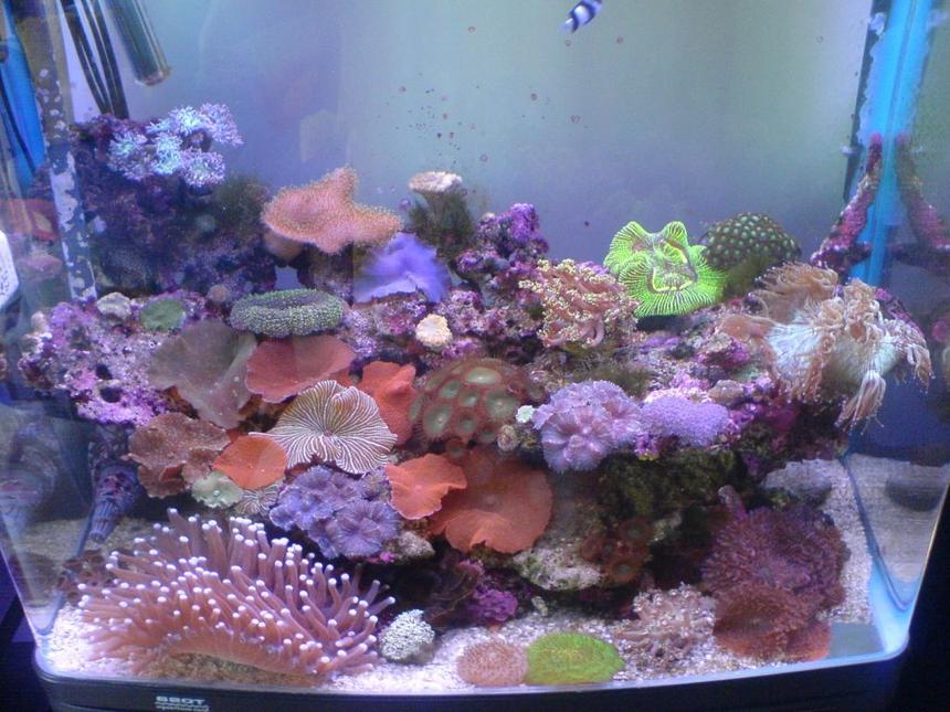 Rated #52: Reef Tank - My small tank full of goodies :) 

Its not a big tank, 2ft high, 2ft long, 1.5ft wide.