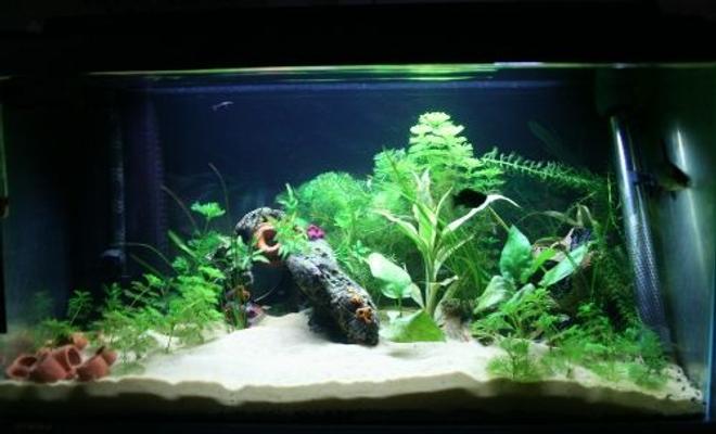 20 gallons planted tank (mostly live plants and fish) - 20 Gallon Planted tank
two 18" 15w marine 14,000k lights
Fluval U3 600lph 
standard 100w heater
Various species of plants
10 neon tetras
1 silver shark
1 black mollie
