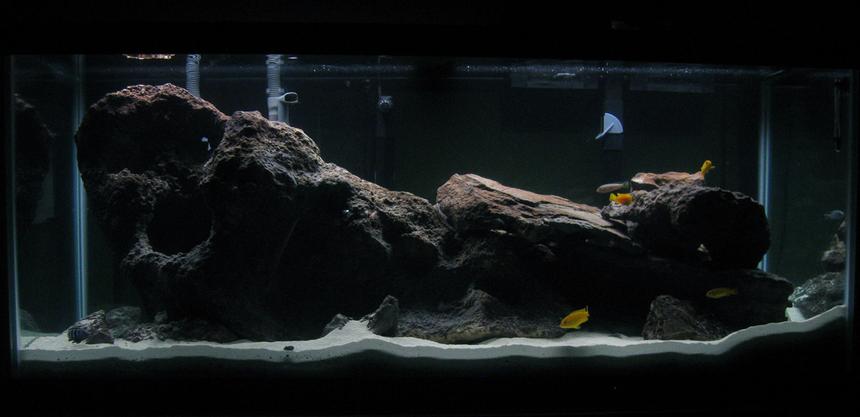 Rated #76: 75 Gallons Freshwater Fish Tank - This is my first African Cichlid tank. The fish are lake Malawi  species with the exception of 2 Bushy Nose Plecs.  I used  about 150 lbs. of lace rock for all the caves  and  120 Ibs. of Aragonite substrate.  Photo taken about a month after setup.