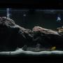 75 gallons freshwater fish tank (mostly fish and non-living decorations) - This is my first African Cichlid tank. The fish are lake Malawi species with the exception of 2 Bushy Nose Plecs. I used about 150 lbs. of lace rock for all the caves and 120 Ibs. of Aragonite substrate. Photo taken about a month after setup.