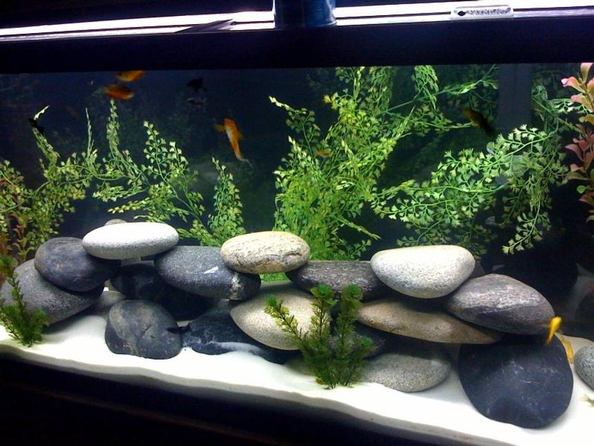 Rated #1417: 55 Gallons Freshwater Fish Tank - New Theme, comment away...Switching to Africian cichlids soon.  Gotta get that ph up.  =)