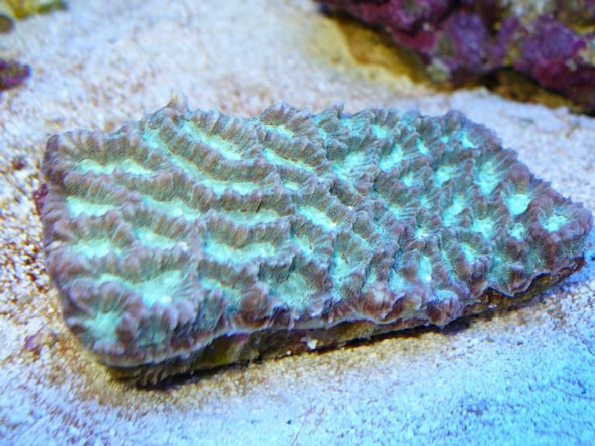 corals inverts - platygyra sp. - brain worm platygyra coral stocking in 90 gallons tank - maze coral