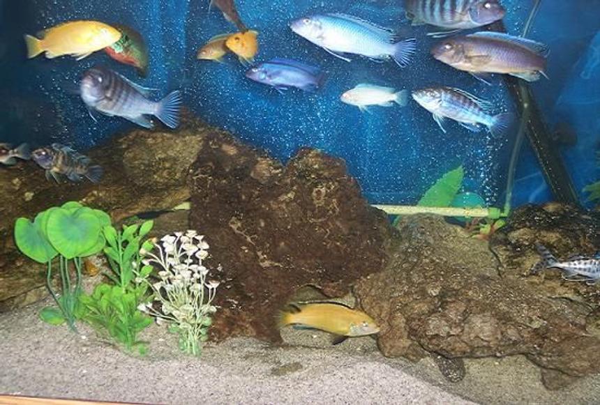 Rated #93: Freshwater Fish - Labidochromis Caeruleus - Electric Yellow Cichlid Stocking In 75 Gallons Tank - mixed cichlids