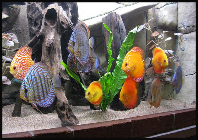 freshwater fish - symphysodon spp. - red turquoise discus stocking in 127 gallons tank - Discus