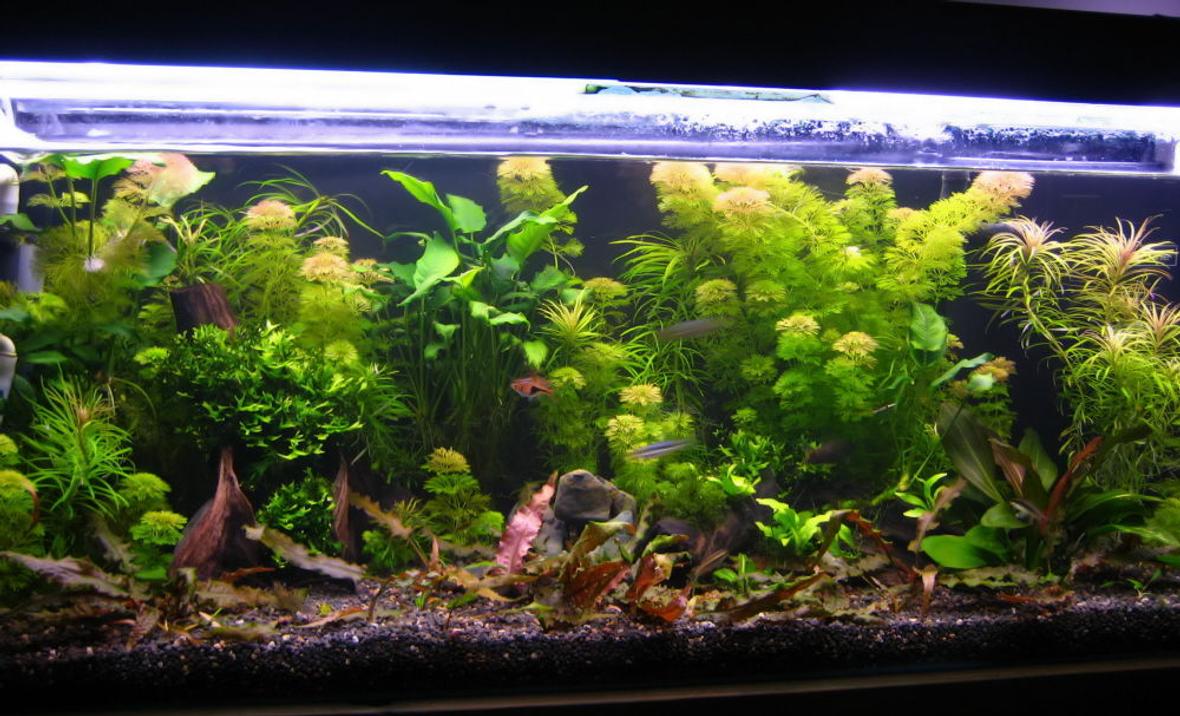 50 gallons planted tank (mostly live plants and fish) - New set-up. 8 weeks old.