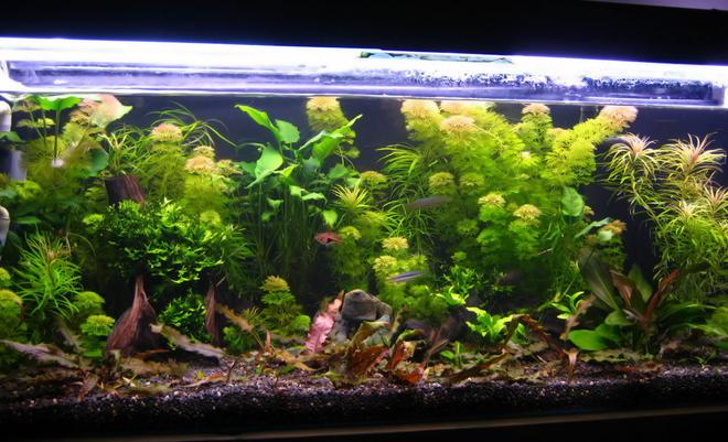 50 gallons planted tank (mostly live plants and fish) - New set-up. 8 weeks old.