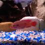 freshwater fish - hemichromis bimaculatus - jewel cichlid stocking in 85 gallons tank - Red Jewel Cichlid