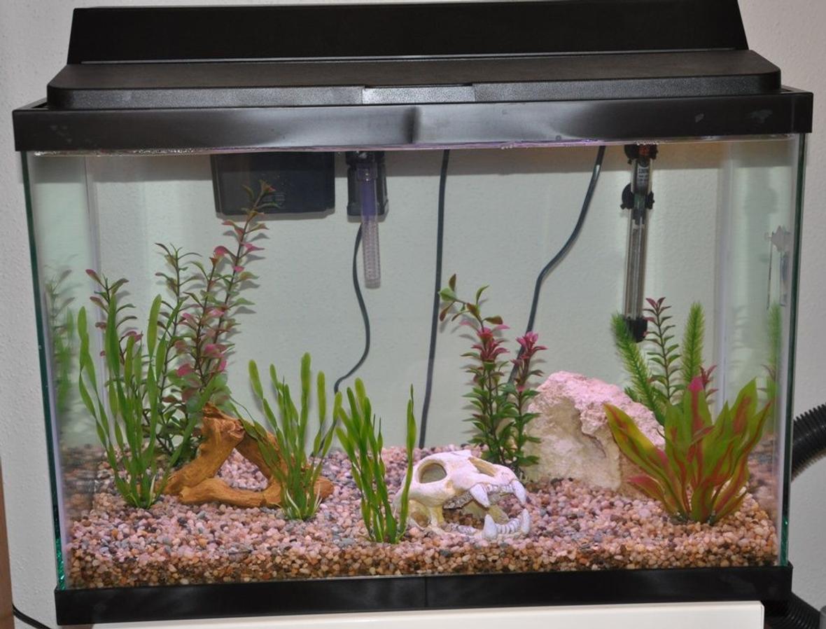20 gallons freshwater fish tank (mostly fish and non-living decorations) - This is my fish tank so far.