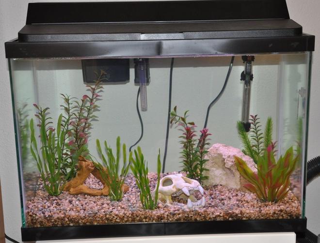 20 gallons freshwater fish tank (mostly fish and non-living decorations) - This is my fish tank so far.