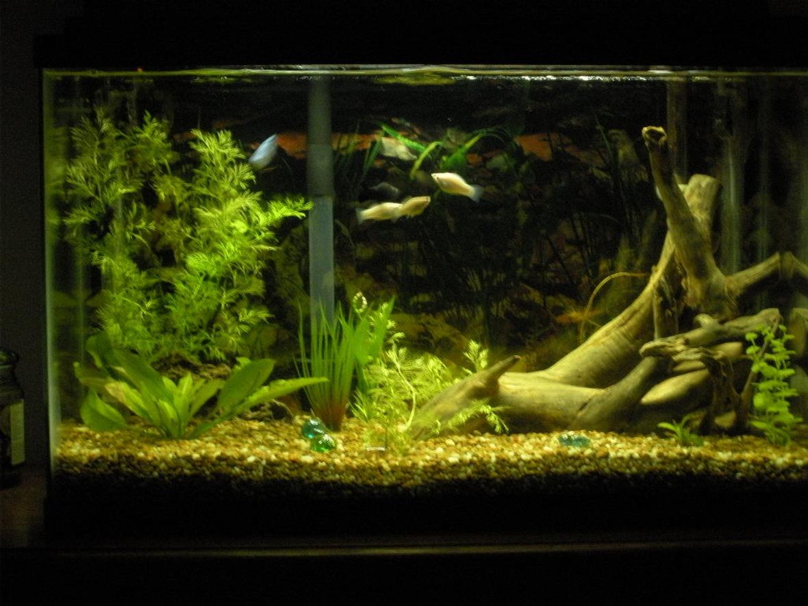 29 gallons planted tank (mostly live plants and fish) - 29 gall tank, 6 live plants, 3 fake, drift wood from local creek, & 8 fish.