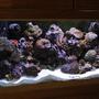 125 gallons reef tank (mostly live coral and fish) - 125g