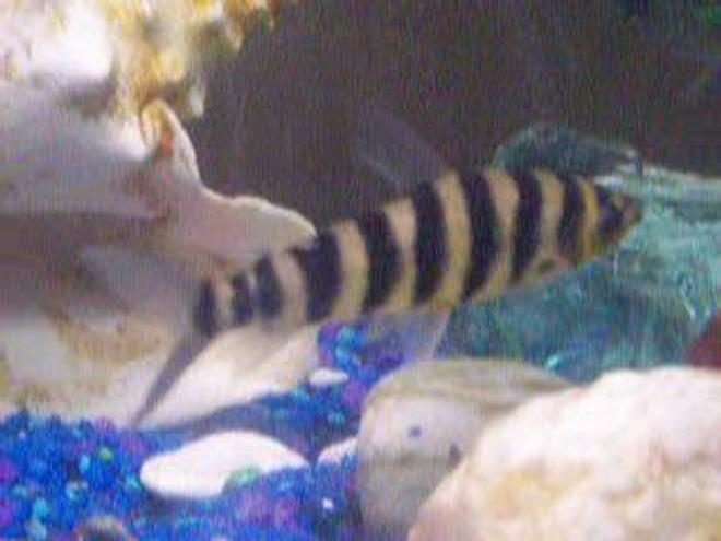 freshwater fish - leporinus fasciatus - banded leporinus stocking in 100 gallons tank - Leporinus in a Fresh water tank with gravel and conk shells. Hanging filter, heater, hiding stones for cichlids, decorative beach stones