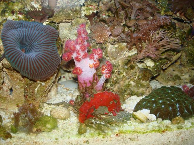 corals inverts - dendronephthya sp. - carnation tree coral stocking in 30 gallons tank - pink carnation