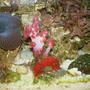 corals inverts - dendronephthya sp. - carnation tree coral stocking in 30 gallons tank - pink carnation