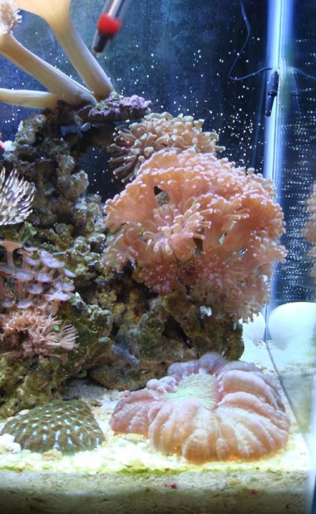corals inverts - euphyllia paranchora - hammer / anchor coral, branching stocking in 30 gallons tank - hammer