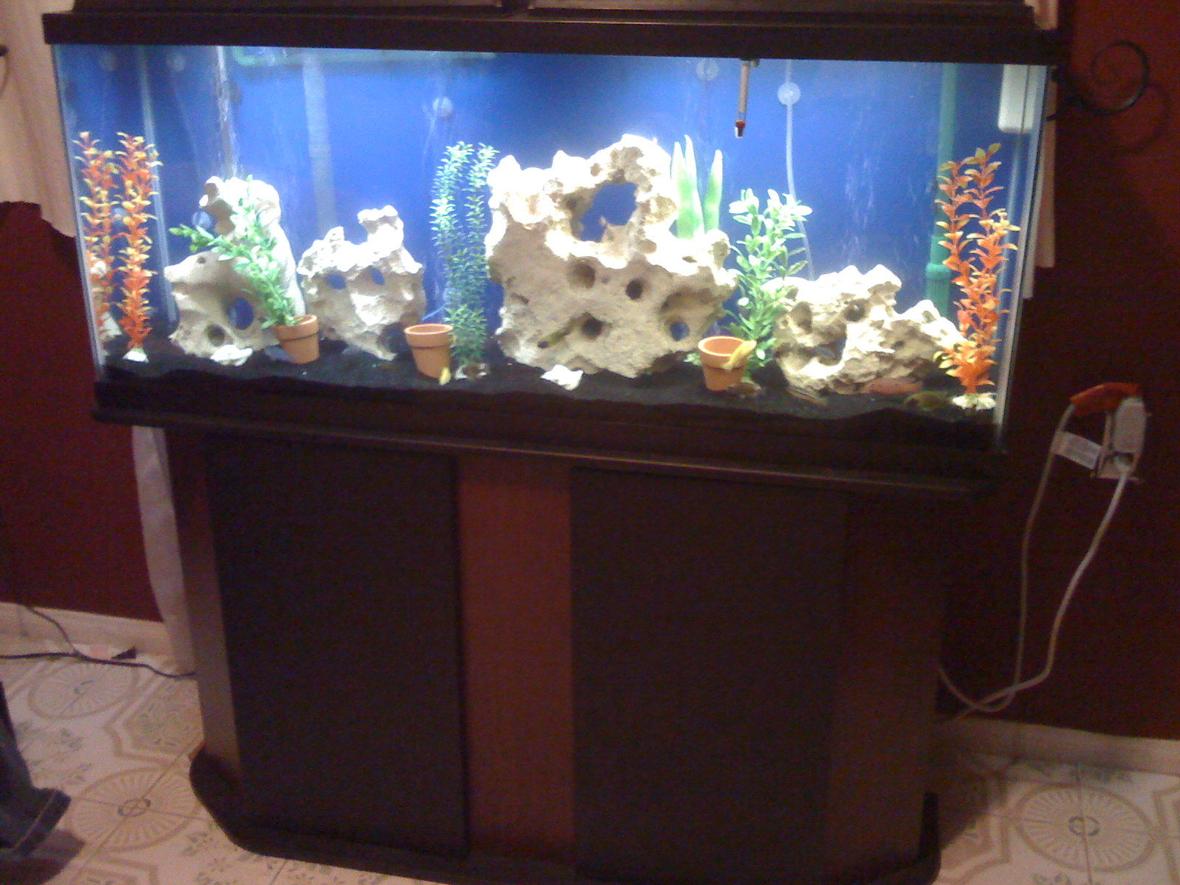 55 gallons freshwater fish tank (mostly fish and non-living decorations) - 55 gallon