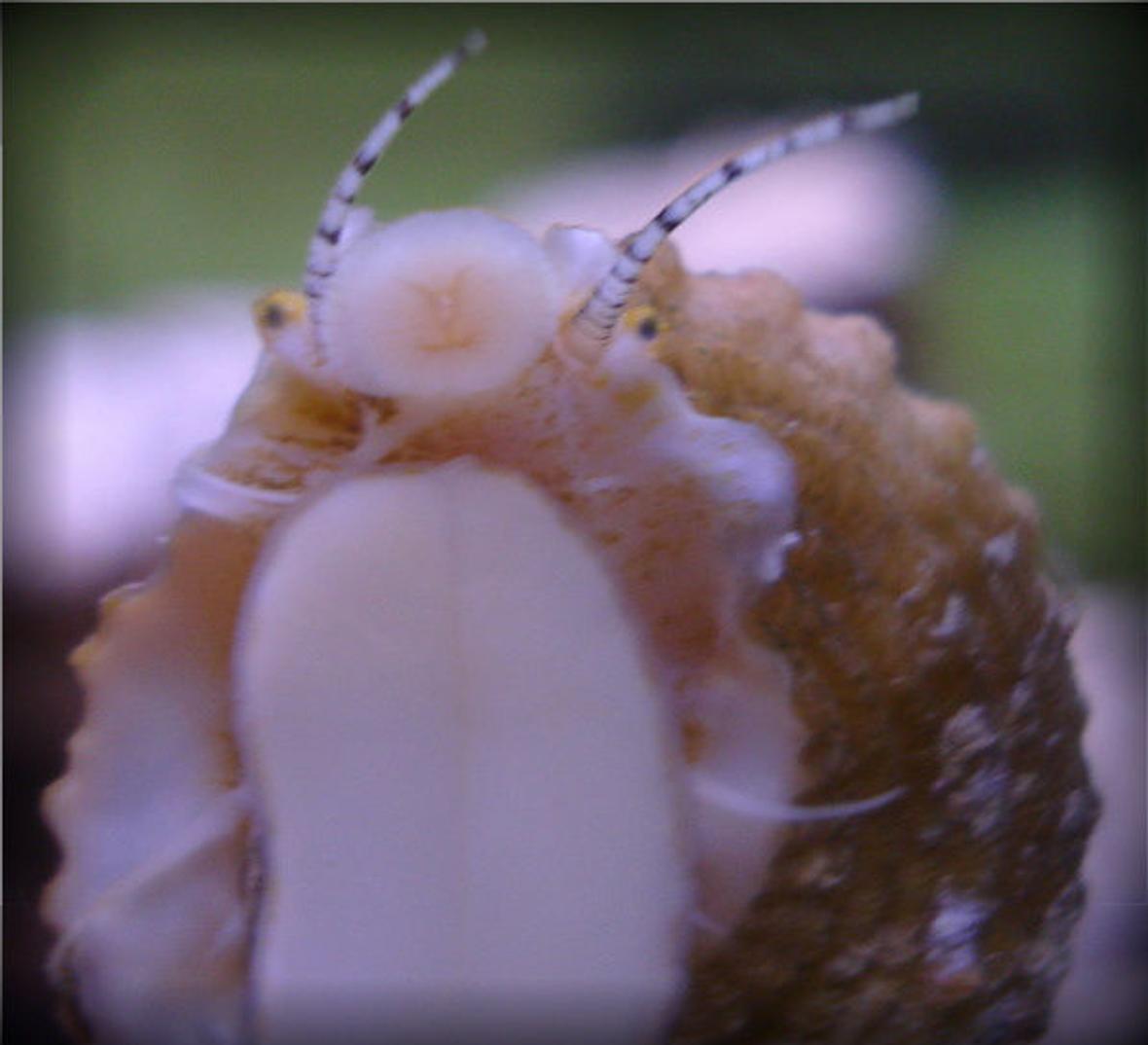 corals inverts - astraea sp. - astraea snail stocking in 20 gallons tank - One of my Astrea Snails. I like this one, it looks like he's waiving.