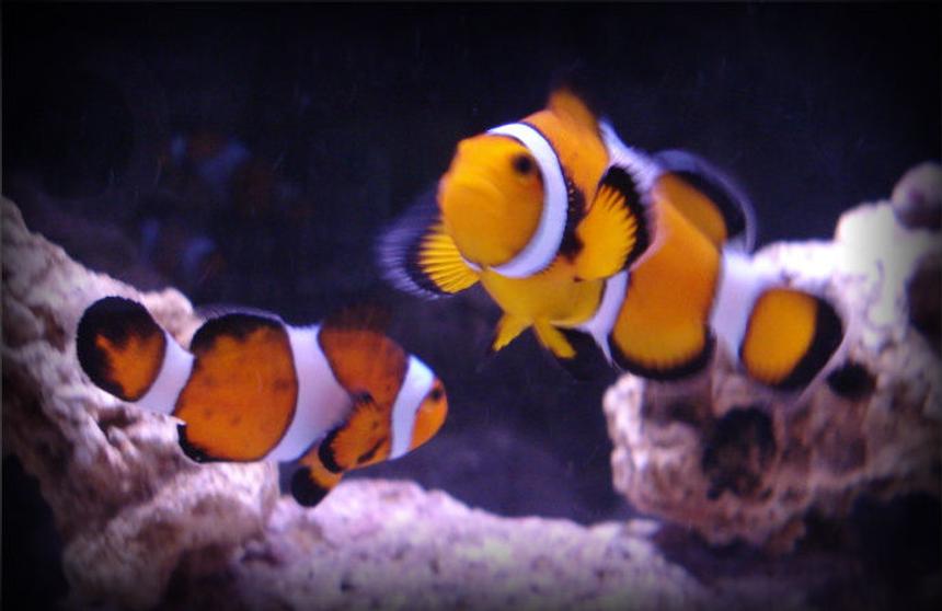 Rated #51: Saltwater Fish - Amphiprion Percula - True Percula Clownfish Stocking In 20 Gallons Tank - A better picture of my clownfish, Ruth and Francis.