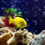 freshwater fish - labidochromis caeruleus - electric yellow cichlid stocking in 85 gallons tank - Pic of my male Electric yellow cichlid - Labidochromis caeruleus