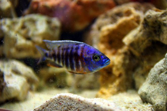 freshwater fish - aulonocara kandeense - blue orchid stocking in 85 gallons tank - Aulonocara kandeense "blue orchid