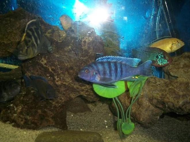 freshwater fish - metriaclima callainos - cobalt blue zebra cichlid stocking in 75 gallons tank - cobalt blue malawi cichlid