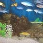 freshwater fish - labidochromis caeruleus - electric yellow cichlid stocking in 75 gallons tank - mixed malawi cichlids