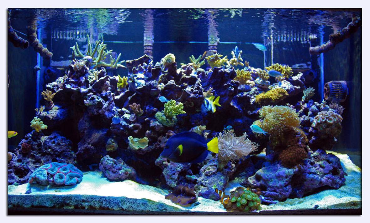 120 gallons reef tank (mostly live coral and fish) - full tank shot
