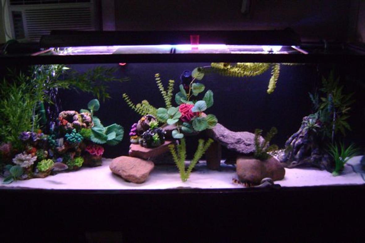 125 gallons freshwater fish tank (mostly fish and non-living decorations) - 125 gal soft white lighting