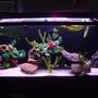 125 gallons freshwater fish tank (mostly fish and non-living decorations) - 125 gal soft white lighting