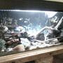 55 gallons planted tank (mostly live plants and fish) - 1.2m comunity