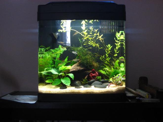 8 gallons freshwater fish tank (mostly fish and non-living decorations) - An older pic.  I now use black flourite gravel. This was before I had the blackbeard algae infestation.