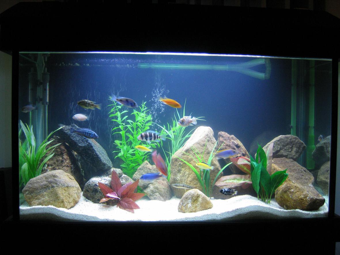 45 gallons freshwater fish tank (mostly fish and non-living decorations) - African Cichlid Tank