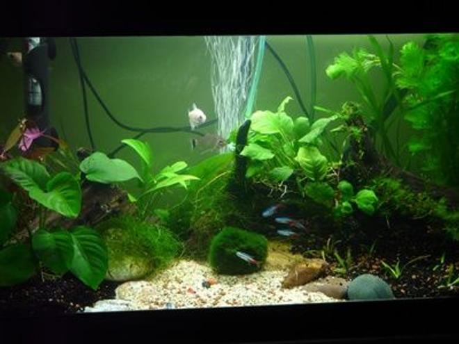 15 gallons planted tank (mostly live plants and fish) - 65x26x35(h) cm Planted Tank
15 W Day-Light 14.000 K