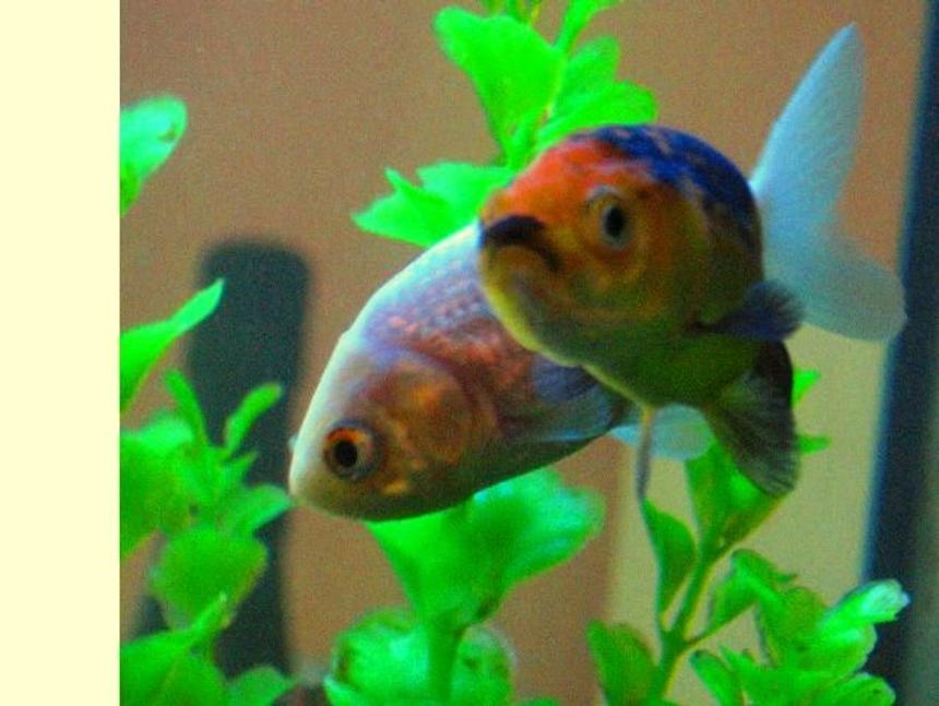 Rated #1468: Freshwater Fish - Carassius Auratus - Goldfish Stocking In 17 Gallons Tank - My two lionhead goldfish, floated right into shot perfectly, as they cruised around my tank.