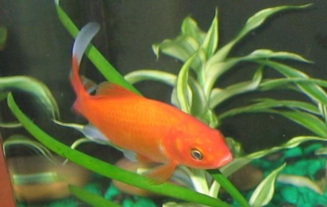 freshwater fish - carassius auratus - goldfish stocking in 17 gallons tank - my biggest goldfish named bubbles, i got him when i was 10years old and now im 15 so hes pretty special to me. Hes about 5-5and a half inches long.