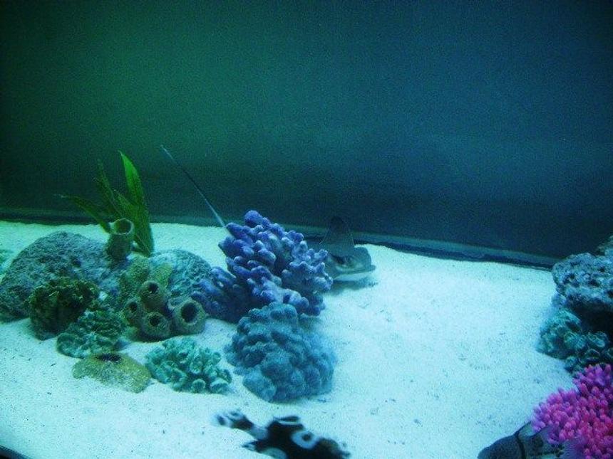 Rated #92: Saltwater Fish - Myliobatis Californica - Bat Ray Stocking In 375 Gallons Tank - Bat ray swimming behind some artificial corals