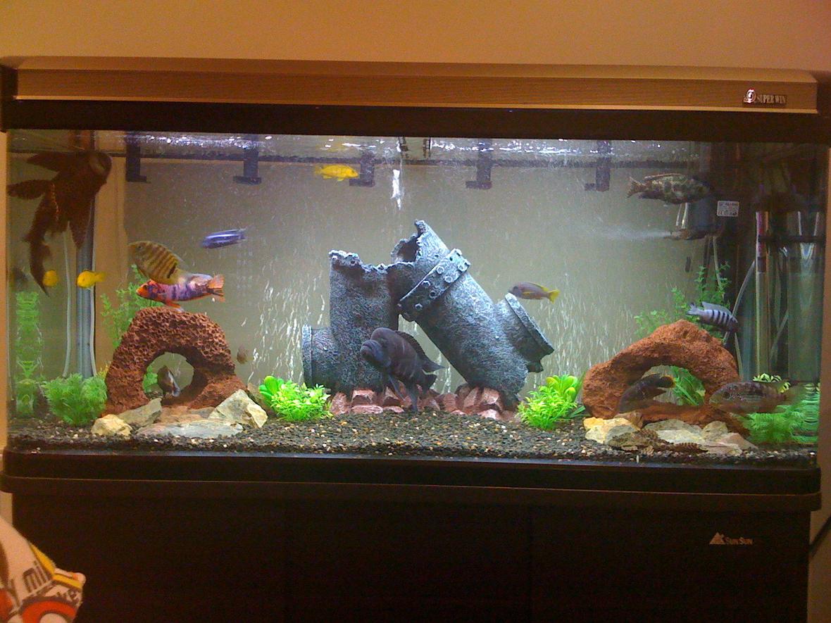 70 gallons freshwater fish tank (mostly fish and non-living decorations) - My African cichlids, all very happy and in good condition, i always ensure that the water quality is optimum to provide a healthy lifestyle for my fishies. :)