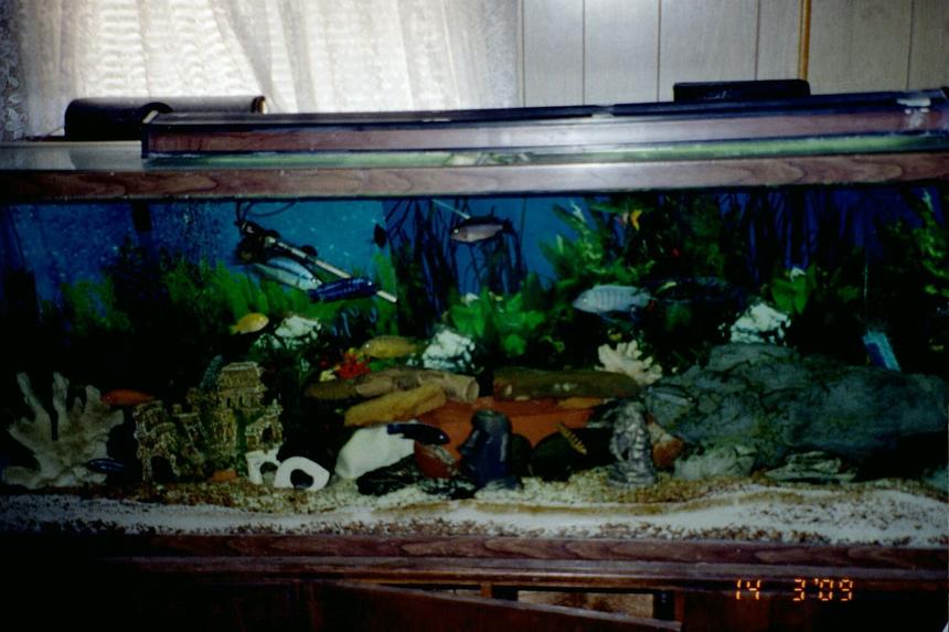 Rated #3641: 150 Gallons Freshwater Fish Tank - 150 gal aquarium with mostly Malawi Mbunas
