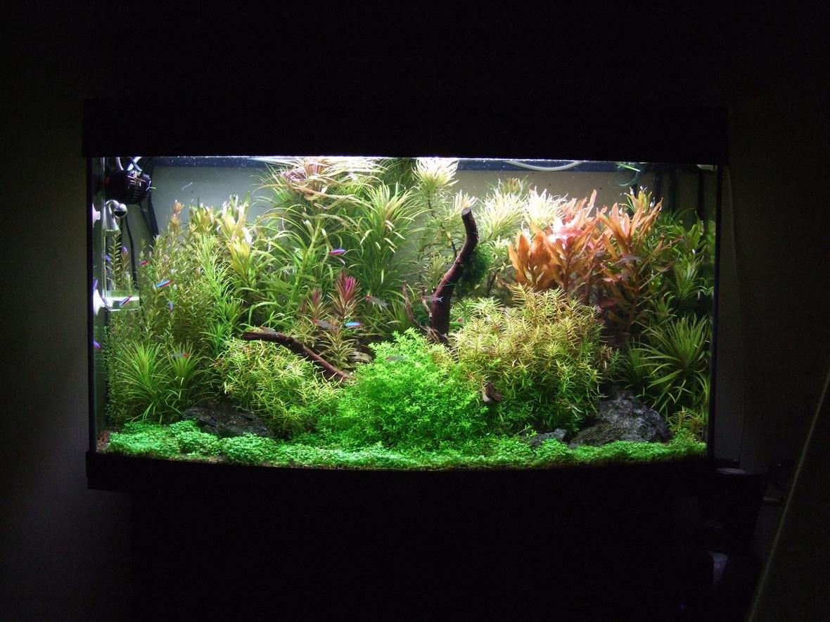 40 gallons planted tank (mostly live plants and fish) - Fed up with the 'Nature' style of tanks I've set this more traditional European style, but with still keeping the Amano principals . Overall first results are excellent. Dry ferts are added daily
