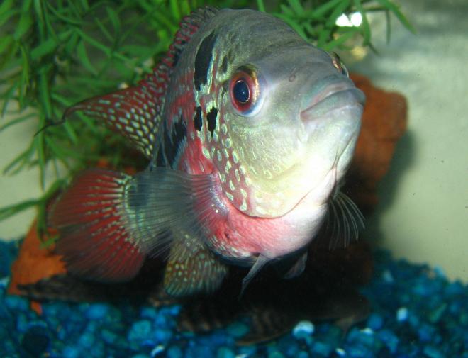 freshwater fish - cichlasoma sp. - flower horn cichlid stocking in 125 gallons tank - my favourite girl ;) in here she was 4 in.