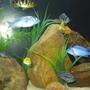 freshwater fish - cyrtocara moorii - blue dolphin cichlid stocking in 45 gallons tank - Some of the fish
