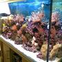 60 gallons reef tank (mostly live coral and fish) - reef