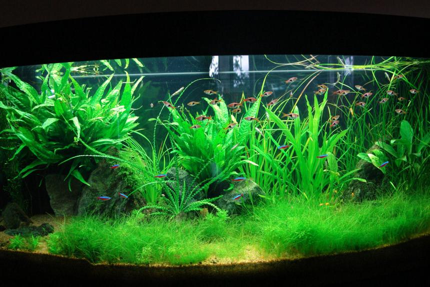 Rated #6: 64 Gallons Planted Tank - planted tank