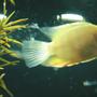 freshwater fish - heros serverus - gold severum stocking in 26 gallons tank - Gold Severum