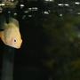 freshwater fish - heros serverus - gold severum stocking in 26 gallons tank - Gold Severum