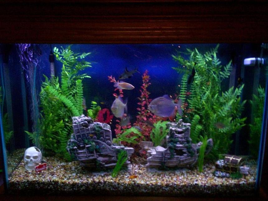 Rated #1073: 110 Gallons Freshwater Fish Tank - Our 110 Gallon Freshwater Tank.