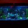 55 gallons freshwater fish tank (mostly fish and non-living decorations) - Fresh water, multiple fish types, artificial decorations
