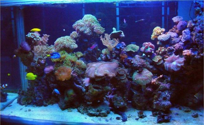 250 gallons reef tank (mostly live coral and fish) - Marine reef Display