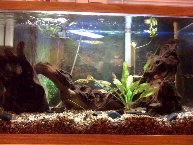 29 gallons freshwater fish tank (mostly fish and non-living decorations) - my tank