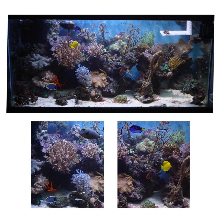 Rated #18: 120 Gallons Reef Tank - 120 Gallon reef tank  - lighting, 2-150 watt MH schuran skimmer, 40g sump , 4 power heads , calcium reactor , live rock